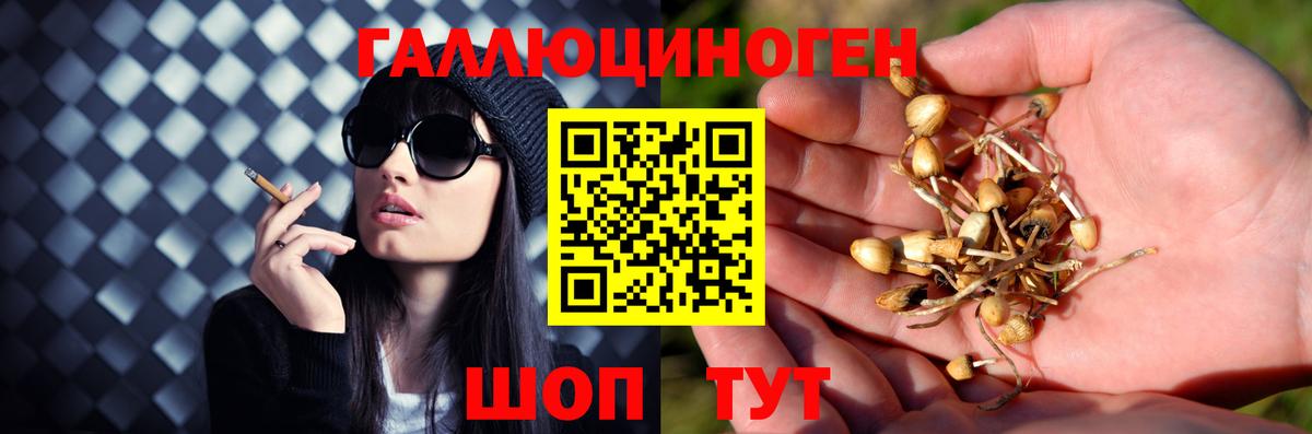 Псилоцибиновые грибы мицелий Южно-Сахалинск